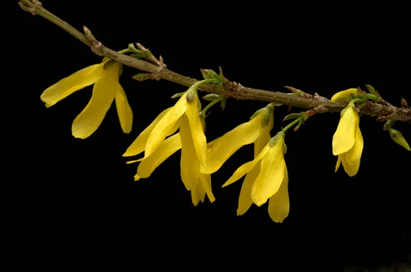 Floare Galbenă Fundal Negru — Fotografie, imagine de stoc