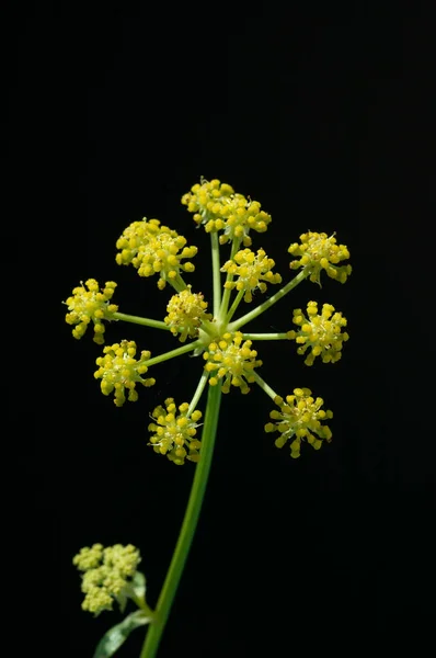 Krásné Květiny Zahradě — Stock fotografie