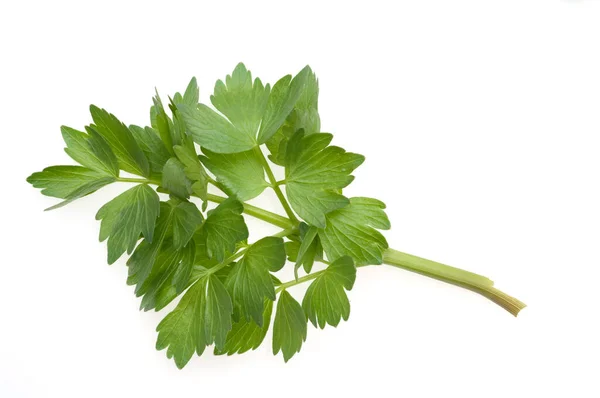 Frische Petersilienblätter Isoliert Auf Weißem Hintergrund — Stockfoto