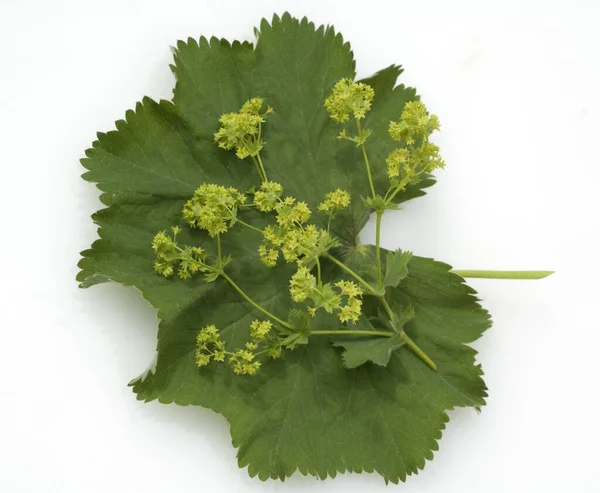 Frauenmantel Alchemilla Mollis Heilpflanzen — Foto Stock