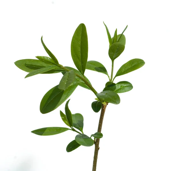Πράσινα Φύλλα Φυτών Που Απομονώνονται Λευκό Φόντο — Φωτογραφία Αρχείου
