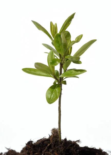 Planta Verde Vaso — Fotografia de Stock