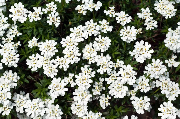 Schöne Blumen Garten — Stockfoto