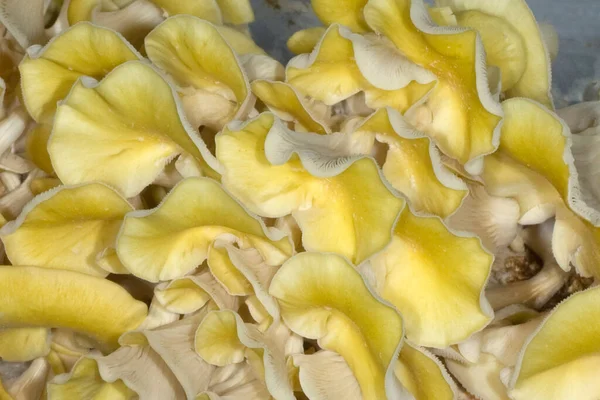 Flores Amarelas Brancas Jardim — Fotografia de Stock