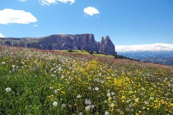 山の中の美しい花 — ストック写真