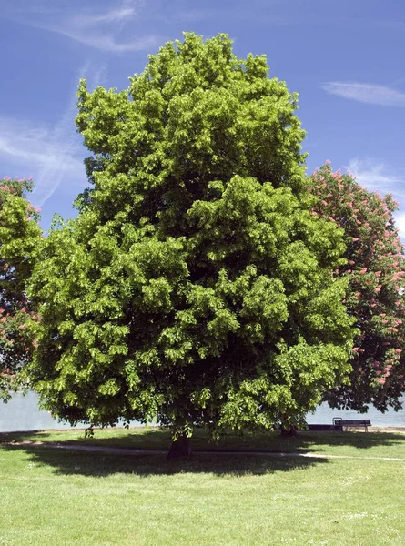 Vacker Utsikt Över Parken — Stockfoto