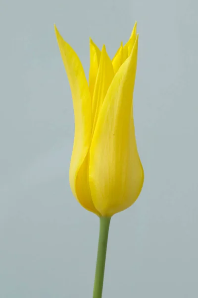 Flor Tulipán Amarillo Sobre Fondo Blanco — Foto de Stock