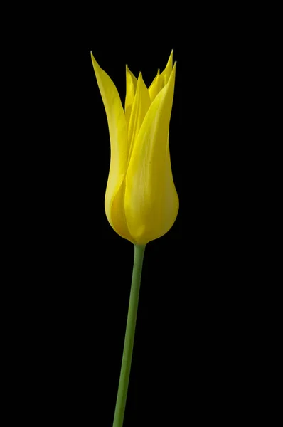 Tulipán Amarillo Sobre Fondo Negro — Foto de Stock