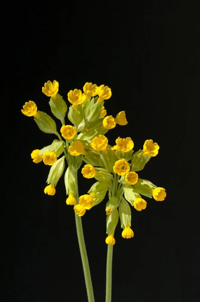 Flores Amarelas Fundo Preto — Fotografia de Stock