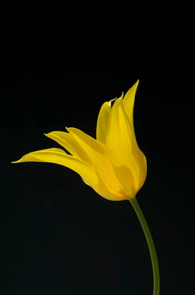 黒の背景に黄色のチューリップ — ストック写真