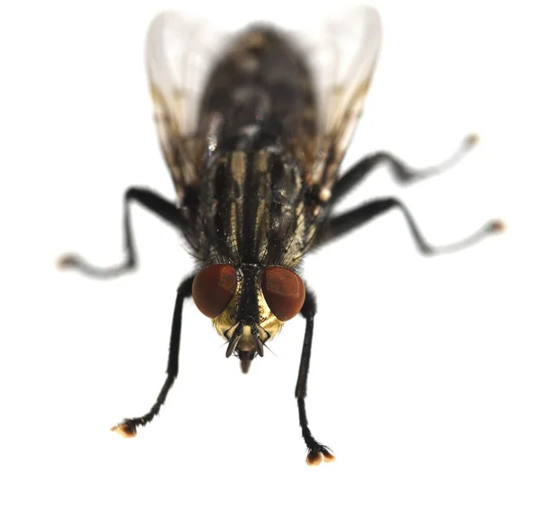 Schmeissfliege Fliege Calliphora Vicina Brachycera Zweifluegler Diptera Insekt Insekten Nahaufnahme — Stockfoto