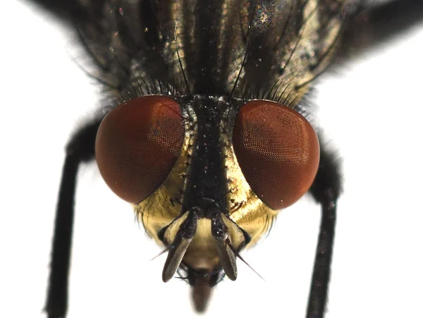 Schmeissfliege Fliege Calliphora Vicina Brachycera Zweifluegler Diptera Insekt Insekten Nahaufnahme — Fotografia de Stock