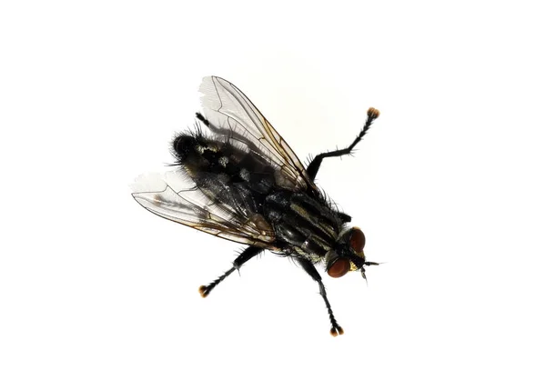 Schmeissfliege Fliege Calliphora Vicina Brachycera Zweifluegler Diptera Insekt Insekten Nahaufnahme — Fotografia de Stock