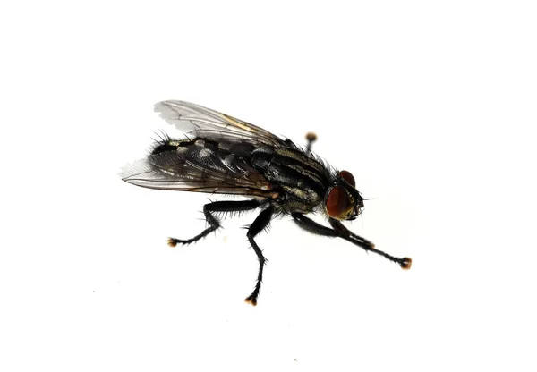 Schmeissfliege Fliege Calliphora Vicina Brachycera Zweifluegler Diptera Insekt Insekten Nahaufnahme — Fotografia de Stock