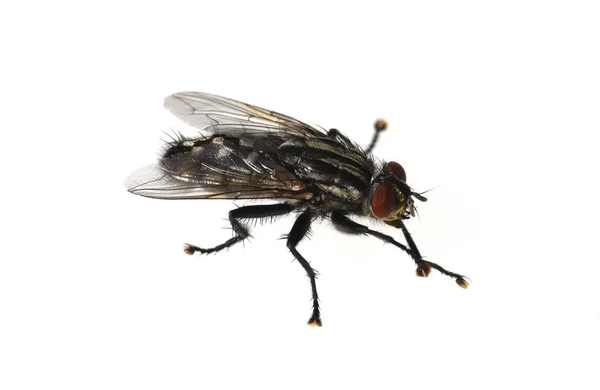 Schmeissfliege Fliege Calliphora Vicina Brachycera Zweifluegler Diptera Insekt Insekten Nahaufnahme — Foto de Stock