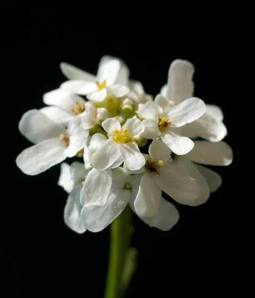 Bittere Schleifenblume Iberis Heilpflanzen — Zdjęcie stockowe