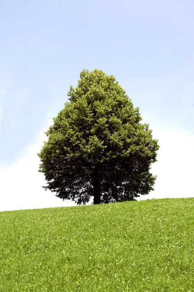 Zielone Drzewo Parku — Zdjęcie stockowe