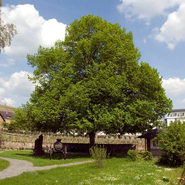 Vieille Maison Bois Dans Parc — Photo