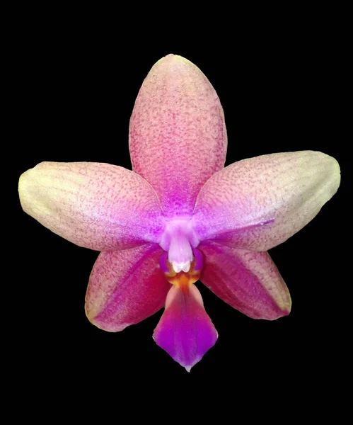 Schmetterlingsorchidee Malaienblume Nachtfalter Orchidee Phalaenopsis — Zdjęcie stockowe
