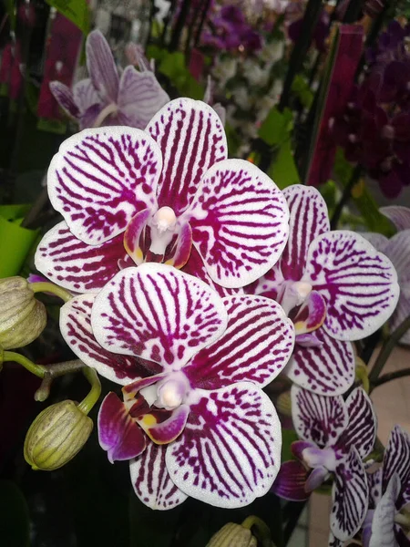 Mooie Orchidee Bloemen Tuin — Stockfoto