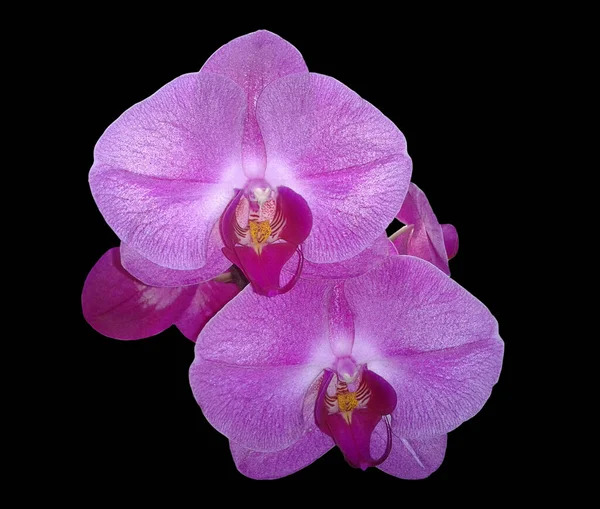 Schmetterlingsorchidee Malaienblume Nachtfalter Orchidee Phalaenopsis — Photo