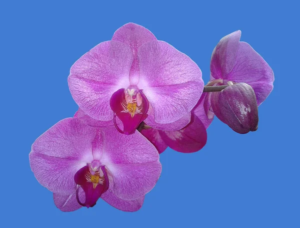 Schmetterlingsorchidee Malaienblume Nachtfalter Orchidee Phalaenopsis — Φωτογραφία Αρχείου