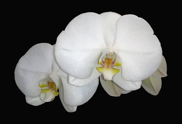 Schmetterlingsorchide Malaienblume Nachtfalter Orchide Phalenopsie — ストック写真