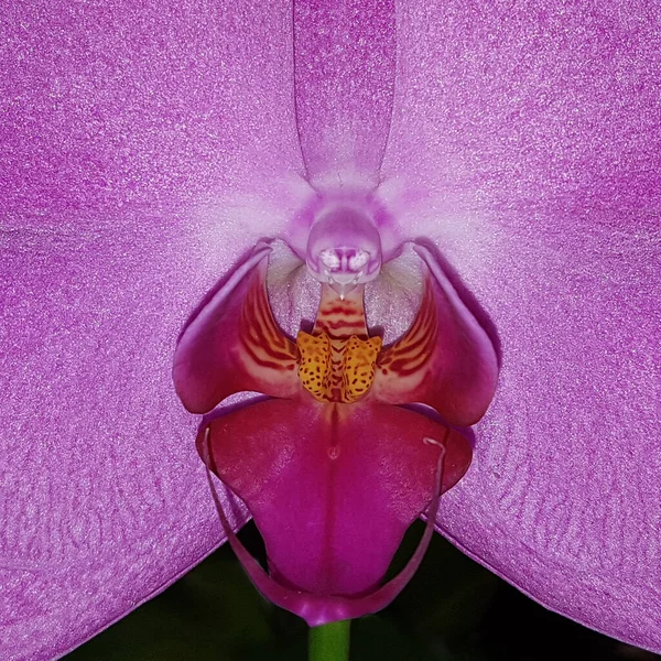 Gyönyörű Orchidea Virág Harmatcseppekkel — Stock Fotó