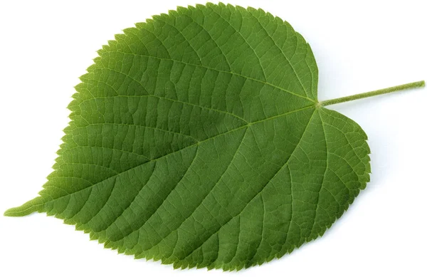 Sommerlinde Lindenblatt Tilia Platyphyllos — Fotografia de Stock