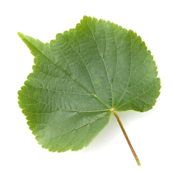 白地に孤立したリンデンの木の緑の葉 — ストック写真