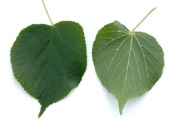 Sommerlinde Lindenblatt Tilia Platyphyllos — Foto Stock