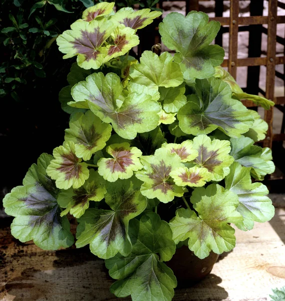 Schmuckblattgeranie Pelargonium Pelgardini Hybriden — Stok Foto