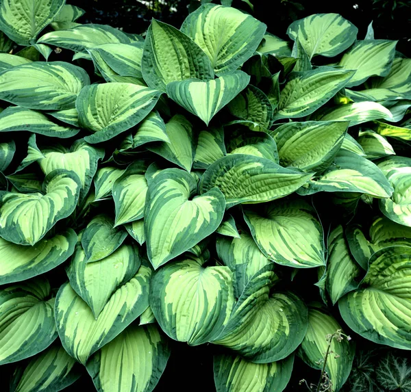 Gröna Blad Växt — Stockfoto