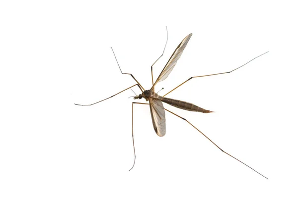 Комар Ізольований Білому Тлі — стокове фото