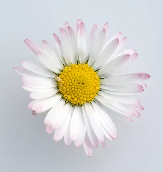 Bela Flor Margarida Fundo Branco — Fotografia de Stock