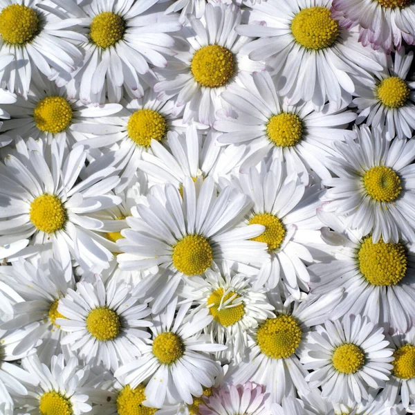 Kamille Bloemen Witte Achtergrond — Stockfoto