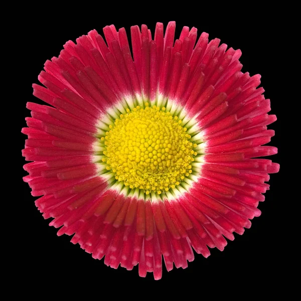 Vacker Blommönster Svart Bakgrund — Stockfoto