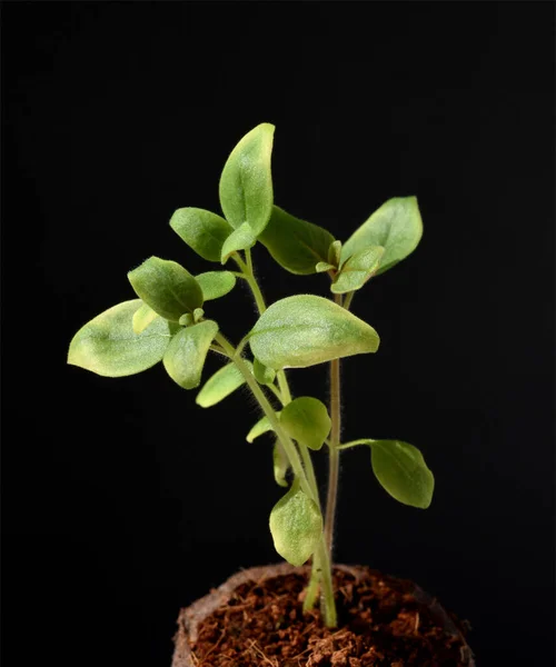 Plante Verte Dans Jardin — Photo