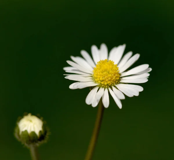 Gaensebluemchen Bellis Perascar Ist Eine Essbare Blume Mit Weissen Blueten — Foto Stock
