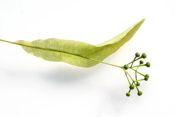 白底植物的绿叶 — 图库照片