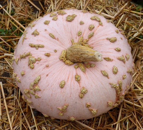 Galeuse Eysines Ist Ein Speisekuerbis Und Eine Schoene Attraktive Gartenfrucht — Stock fotografie