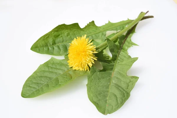 Yellow Flower Isolated White Background — Stock Photo, Image