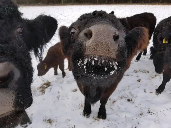 Herd Cows Snow — Stock Photo, Image