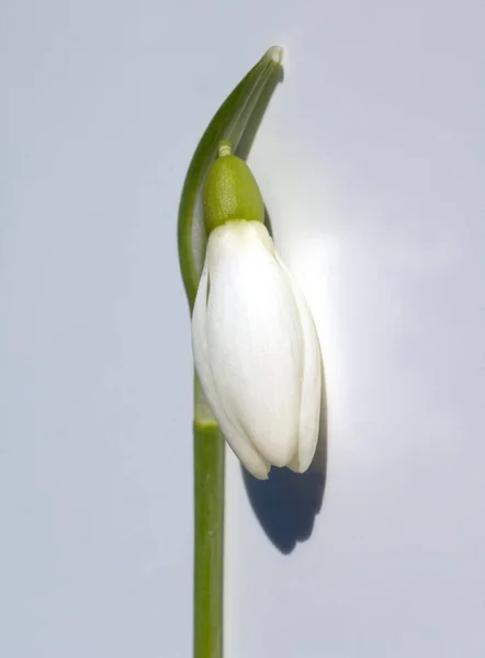 Fiore Tulipano Bianco Uno Sfondo Foglie Verdi — Foto Stock