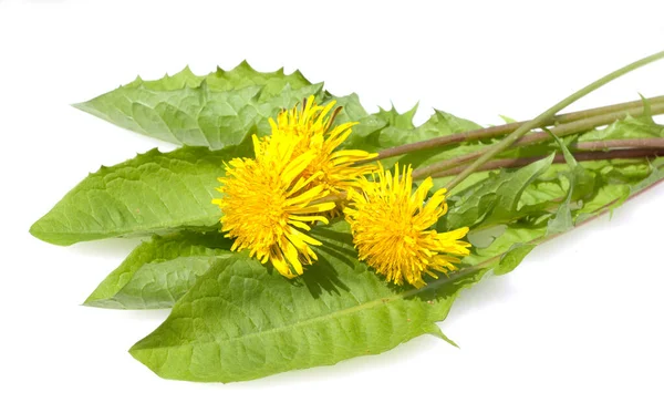 Yellow Dandelion Flower Isolated White Background — Stock Photo, Image