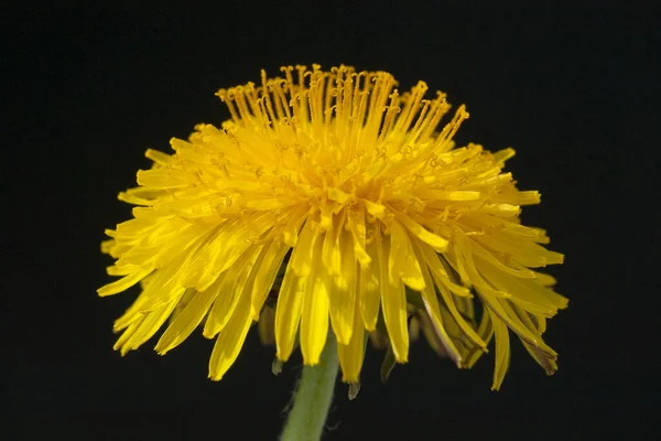 Flor Diente León Sobre Fondo Negro —  Fotos de Stock