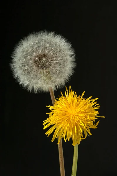 Bunga Dandelion Pada Latar Belakang Hitam — Stok Foto