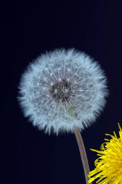 Löwenzahnblüte Auf Schwarzem Hintergrund — Stockfoto