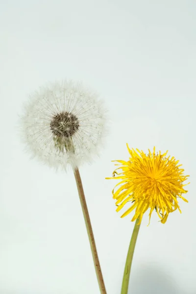 白い背景にタンポポの花 — ストック写真