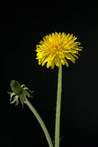 Loewenzahn Taraxacum Officinale Wiesenpflanze Wildgemuese — 图库照片